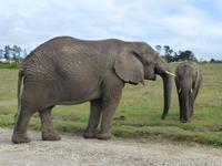 219_im Knysna Elephant Park