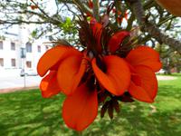 260_Flora in Port Elizabeth