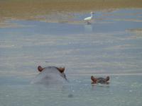 264_Flusspferd-Beobachtung