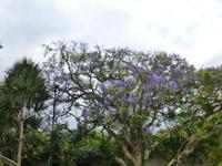 274_Jakaranda-Baum in St. Lucia