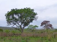 283_Amarula-Baum
