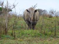 284_Nashorn