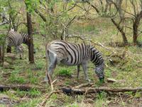 289_Zebras