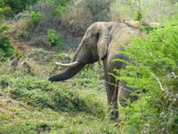 291_Elefant