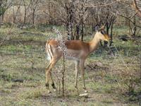 297_Wildbeobachtungsfahrt Hluhluwe-NP