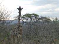 303_Giraffe