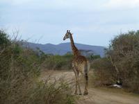 304_Giraffe