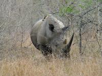 307_Nashorn