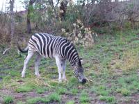 313_Zebra