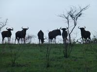 314_Wildbeobachtungsfahrt Hluhluwe-NP
