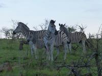 315_Zebras