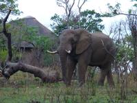 319_ein Elefant zum Abschluss