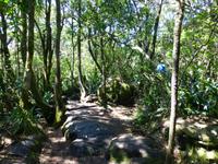 422_Kleine Wanderung in den Regenwald
