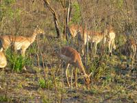431_Erste Pirschfahrt im Kruger-Nationalpark