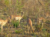 432_Erste Pirschfahrt im Kruger-Nationalpark