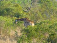 437_Erste Pirschfahrt im Kruger-Nationalpark
