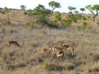 439_Erste Pirschfahrt im Kruger-Nationalpark