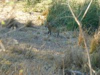 441_Erste Pirschfahrt im Kruger-Nationalpark