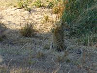 443_Erste Pirschfahrt im Kruger-Nationalpark