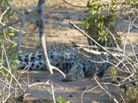 445_Erste Pirschfahrt im Kruger-Nationalpark