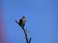 446_Erste Pirschfahrt im Kruger-Nationalpark