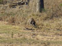 447_Erste Pirschfahrt im Kruger-Nationalpark