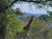 448_Erste Pirschfahrt im Kruger-Nationalpark