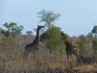 449_Erste Pirschfahrt im Kruger-Nationalpark