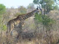 450_Erste Pirschfahrt im Kruger-Nationalpark