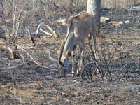 452_Erste Pirschfahrt im Kruger-Nationalpark