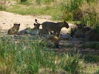 457_Erste Pirschfahrt im Kruger-Nationalpark