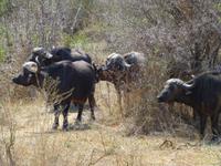 459_Erste Pirschfahrt im Kruger-Nationalpark