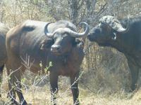 461_Erste Pirschfahrt im Kruger-Nationalpark