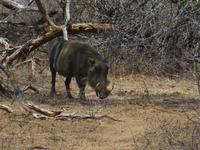 462_Erste Pirschfahrt im Kruger-Nationalpark