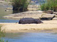 464_Erste Pirschfahrt im Kruger-Nationalpark