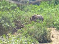 466_Erste Pirschfahrt im Kruger-Nationalpark