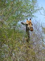 468_Erste Pirschfahrt im Kruger-Nationalpark