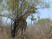 469_Erste Pirschfahrt im Kruger-Nationalpark