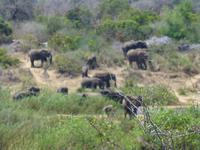 470_Erste Pirschfahrt im Kruger-Nationalpark