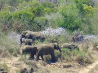 471_Erste Pirschfahrt im Kruger-Nationalpark