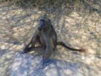 474_Erste Pirschfahrt im Kruger-Nationalpark