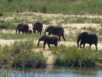 476_Erste Pirschfahrt im Kruger-Nationalpark