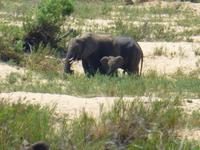 477_Erste Pirschfahrt im Kruger-Nationalpark