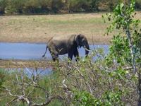 479_Erste Pirschfahrt im Kruger-Nationalpark