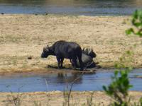 480_Erste Pirschfahrt im Kruger-Nationalpark