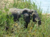 481_Erste Pirschfahrt im Kruger-Nationalpark