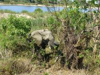 484_Erste Pirschfahrt im Kruger-Nationalpark