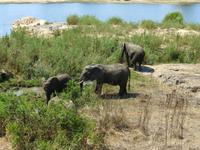 485_Erste Pirschfahrt im Kruger-Nationalpark