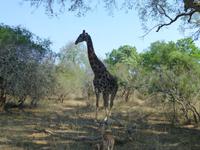 487_Erste Pirschfahrt im Kruger-Nationalpark