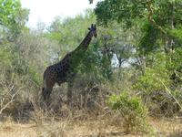 488_Erste Pirschfahrt im Kruger-Nationalpark